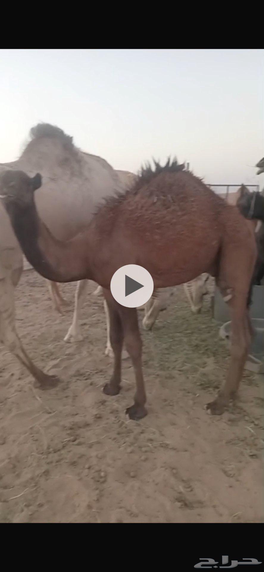 For sale, two camel saddles from the offspring of Al-Hakim64521511313410111