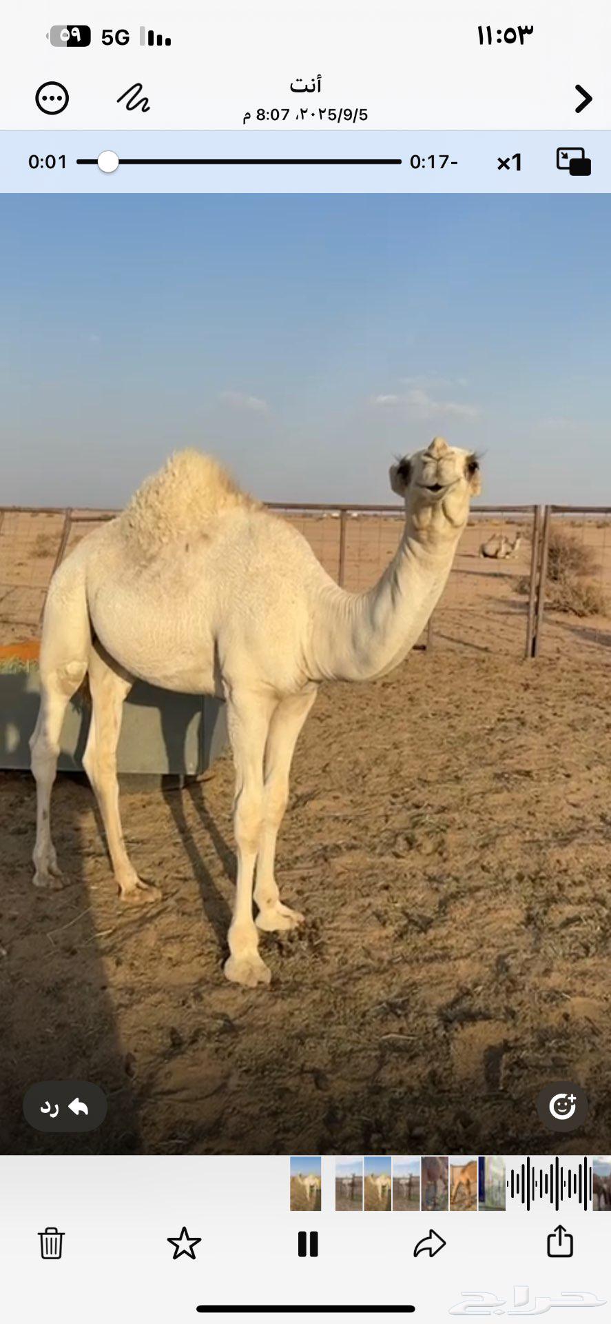 For sale, two camel saddles from the offspring of Al-Hakim64521511313410113