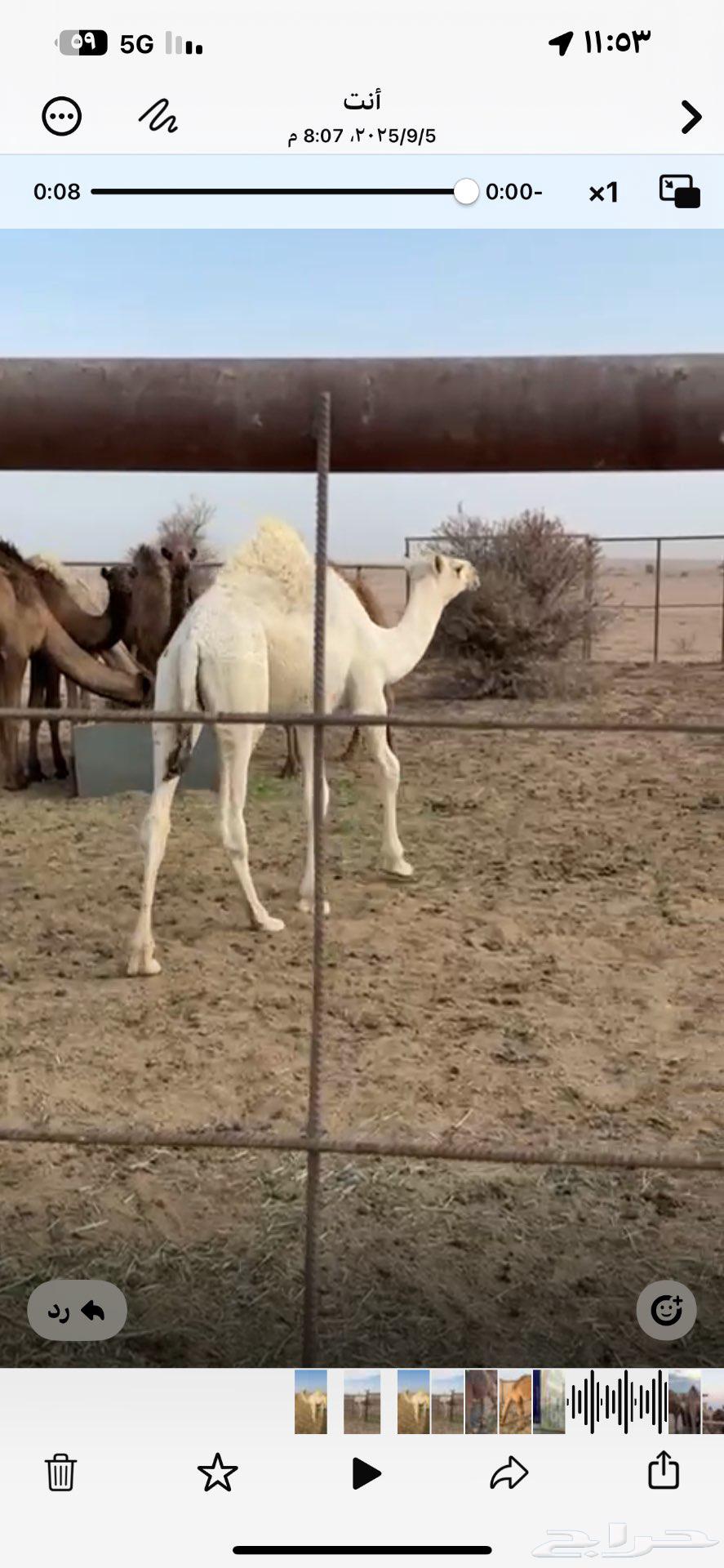 For sale, two camel saddles from the offspring of Al-Hakim64521511313410112