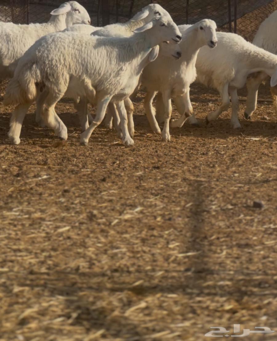 رخال 4 صنف جروم طيبه وشكل64520446312834110