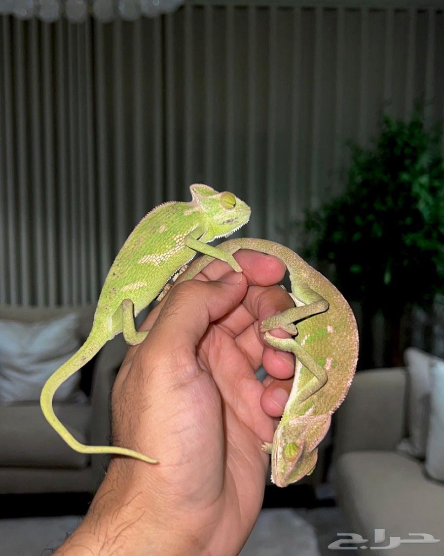 حرباء محجبه عدد 364523725102850112