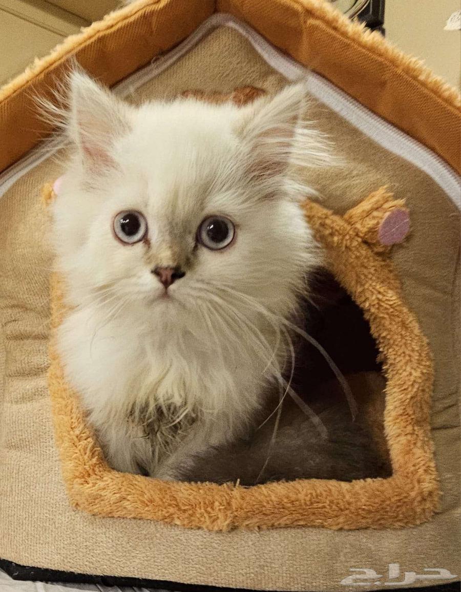 Kittens (5 months) fully vaccinated64523486031746111