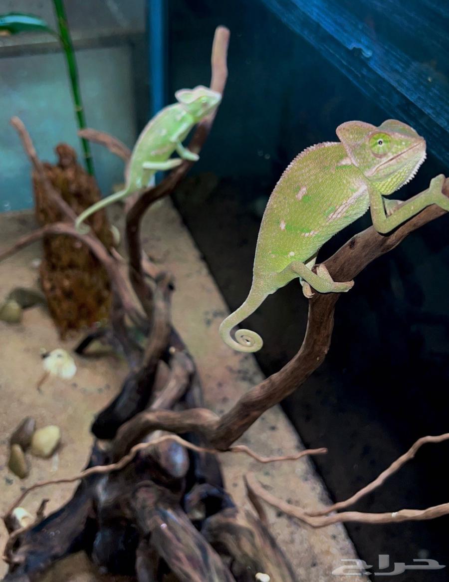 حرباء محجبه عدد 364523725102850113