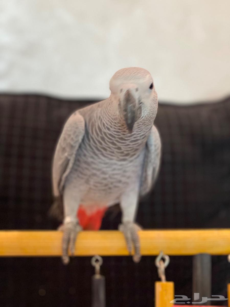 فرخ كاسكو هولندي هدد لون وحجم تم البيع64439212612993111