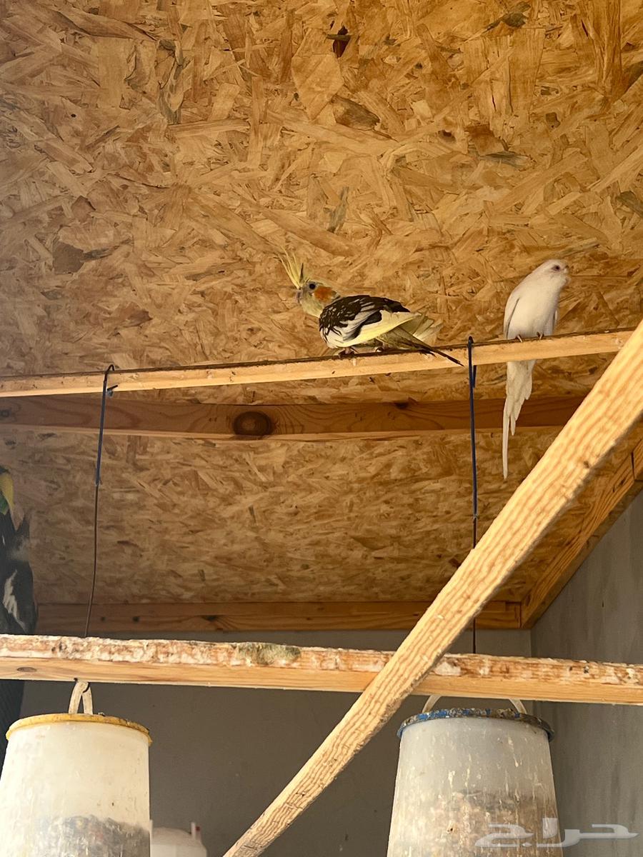 جوز كروان منتج64520374961793110