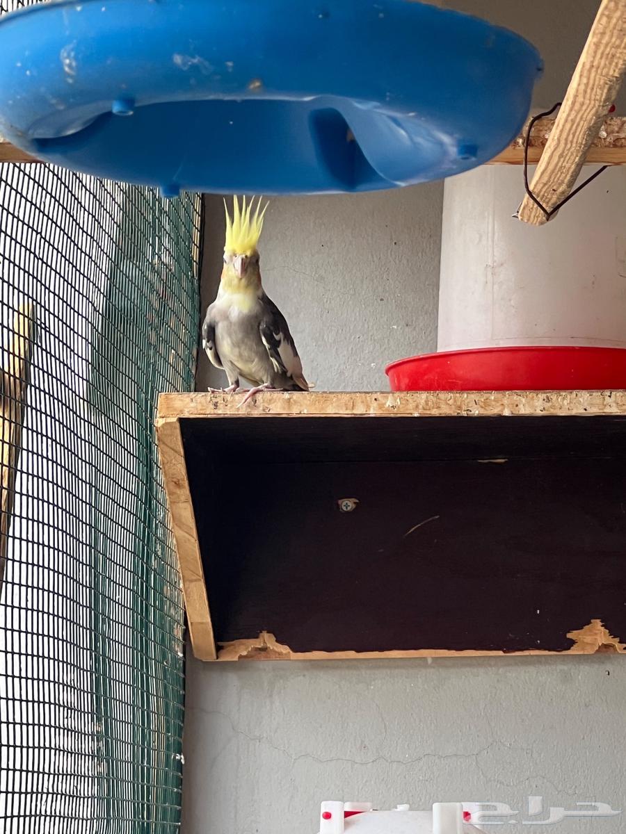 جوز كروان منتج64520374961793111