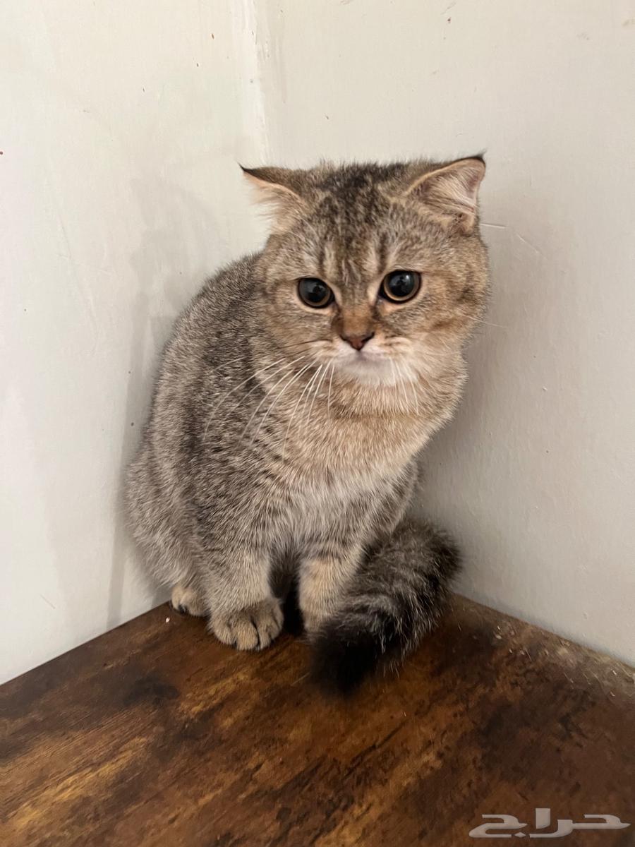 قطه سكوتش فولد انثى64528822937090110
