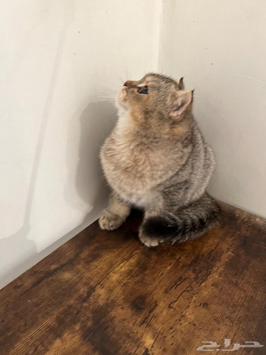 قطه سكوتش فولد انثى64528822937090111