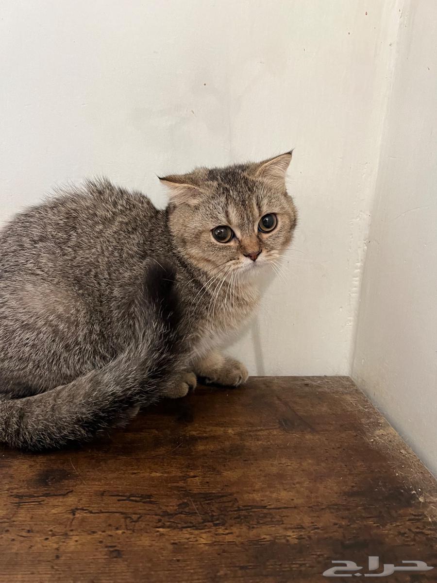 قطه سكوتش فولد انثى64528822937090112