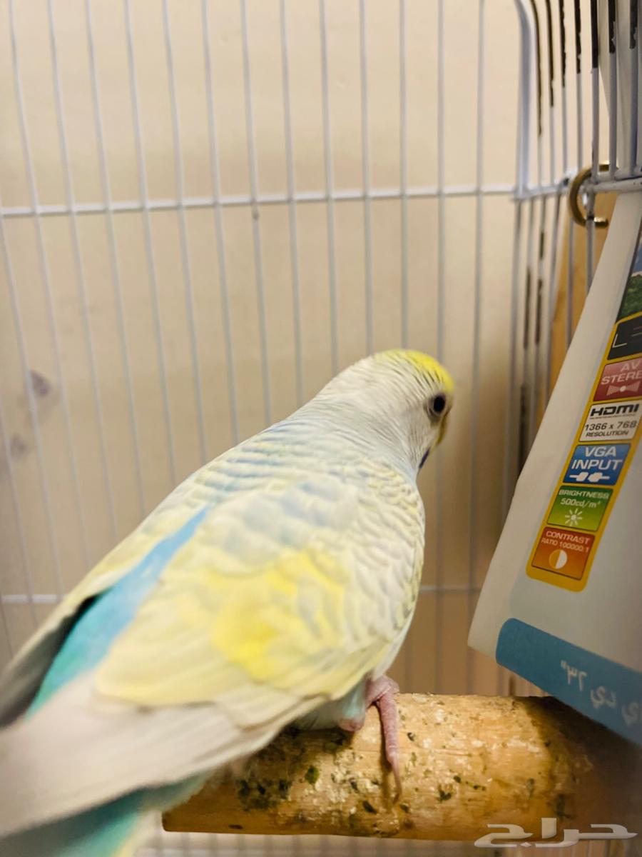 باجي معه 4 فروخ64527011031811112