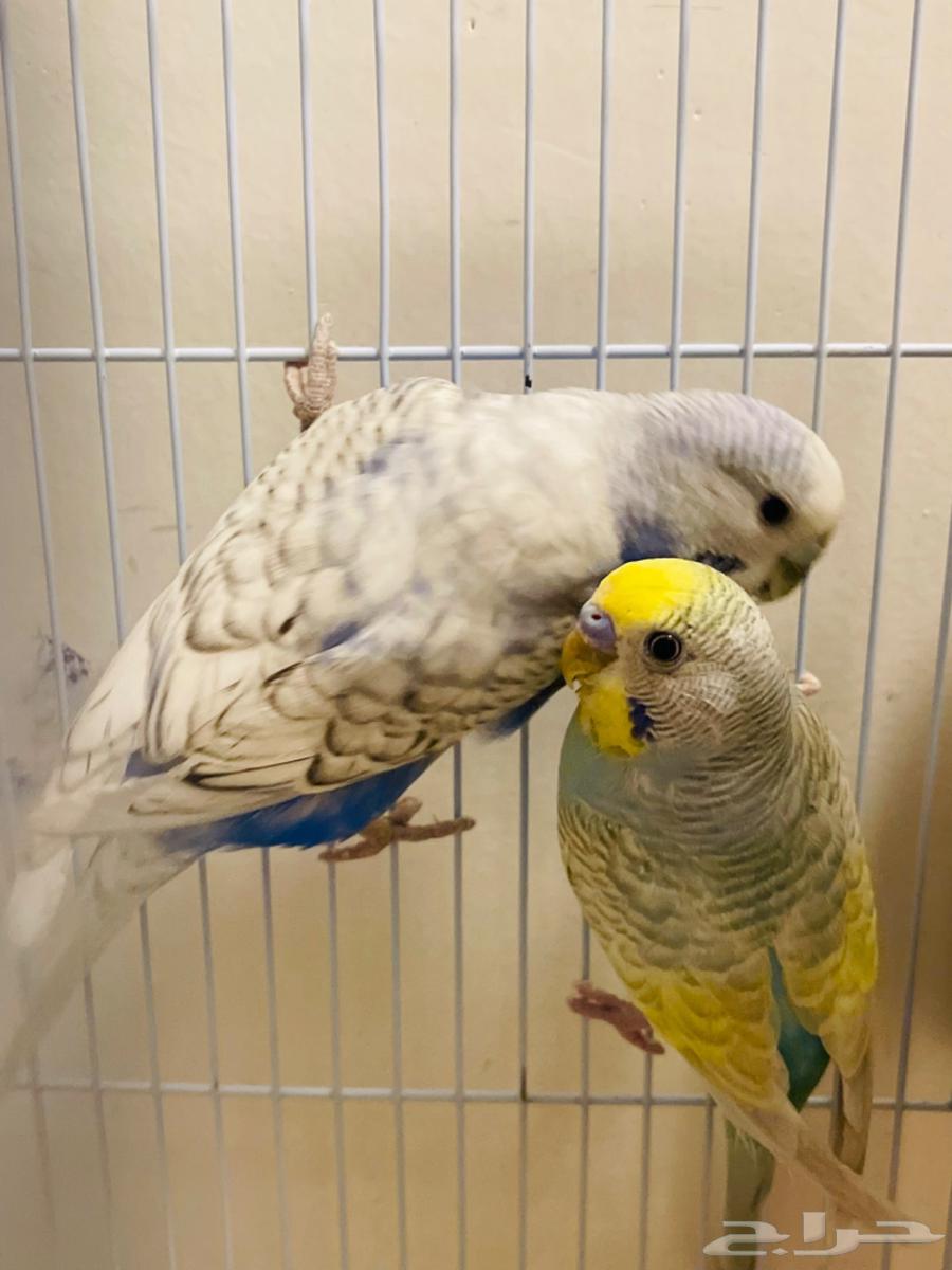 باجي معه 4 فروخ64527011031811110