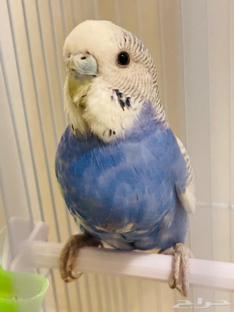 باجي معه 4 فروخ64527011031811111