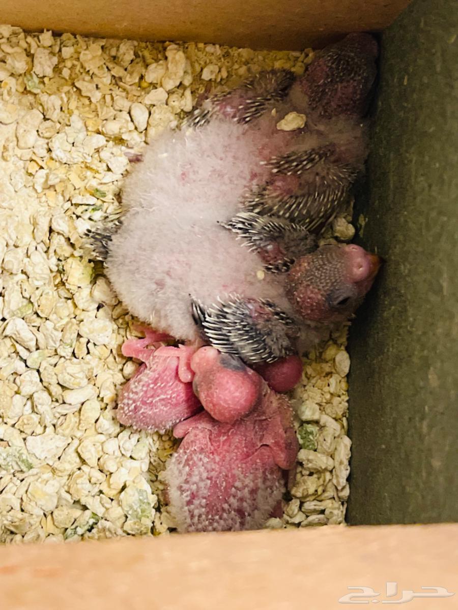 باجي معه 4 فروخ64527011031811114