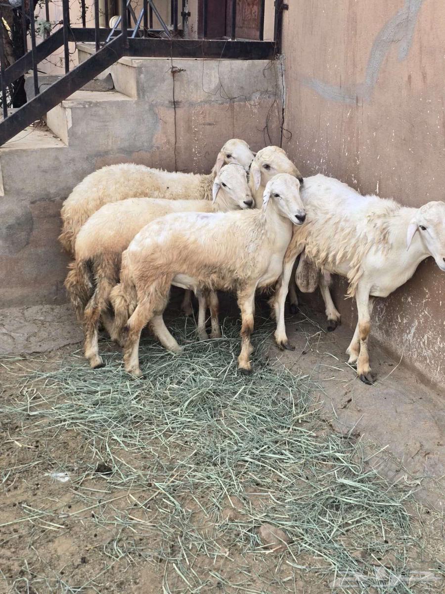 طليان سمان للبيع64527011053698113