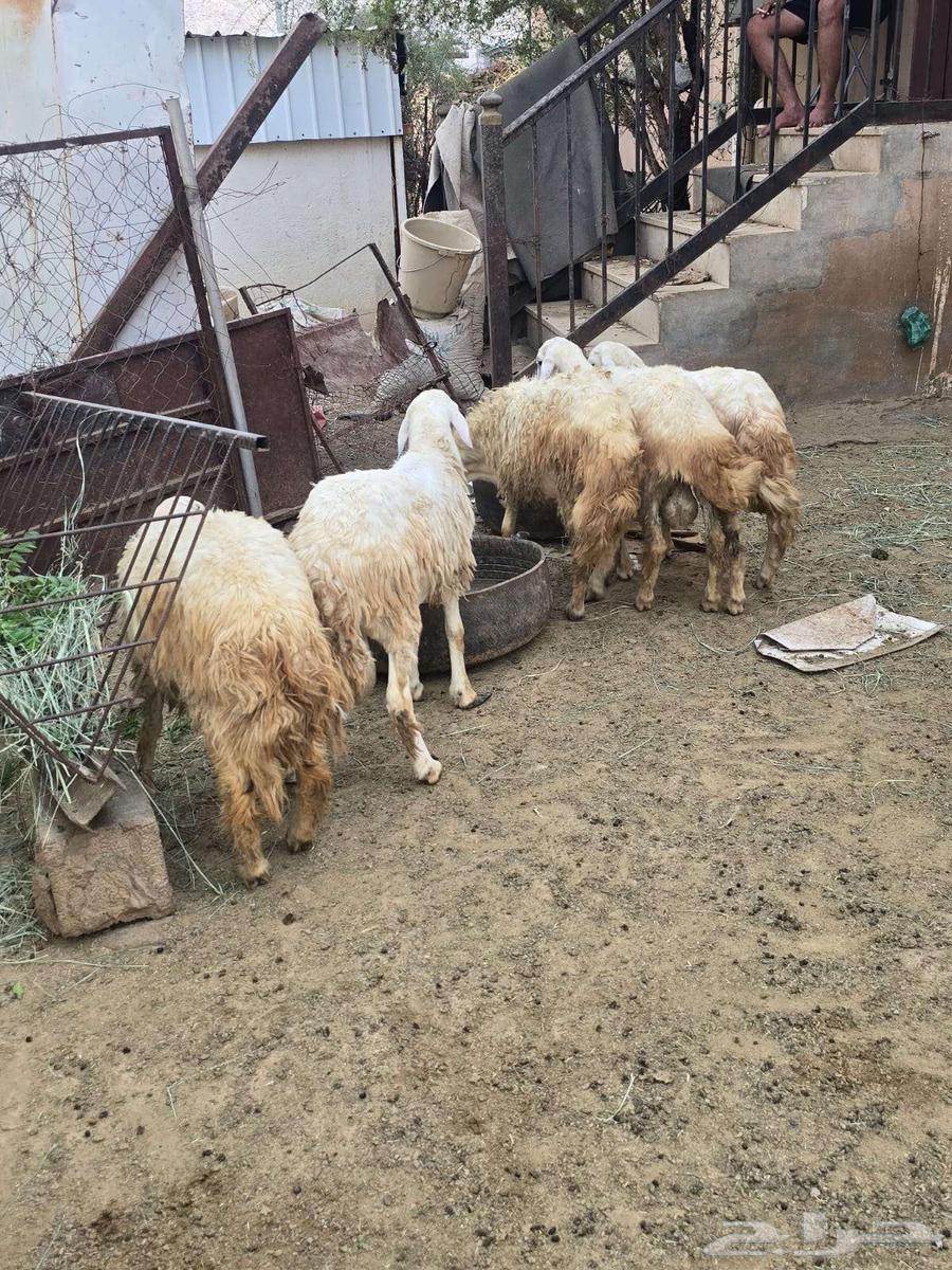 طليان سمان للبيع64527011053698112