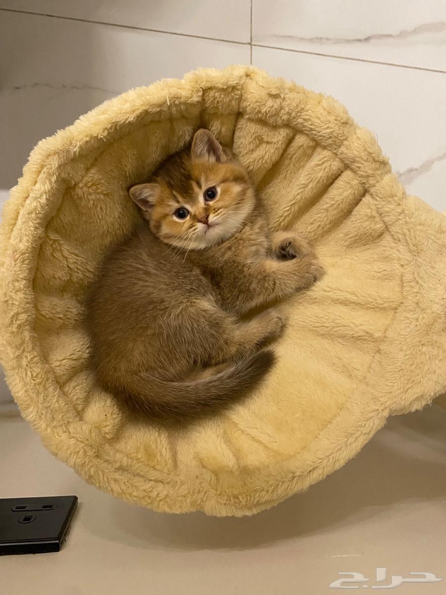 للبيع قطط سكوتش64527305542658110