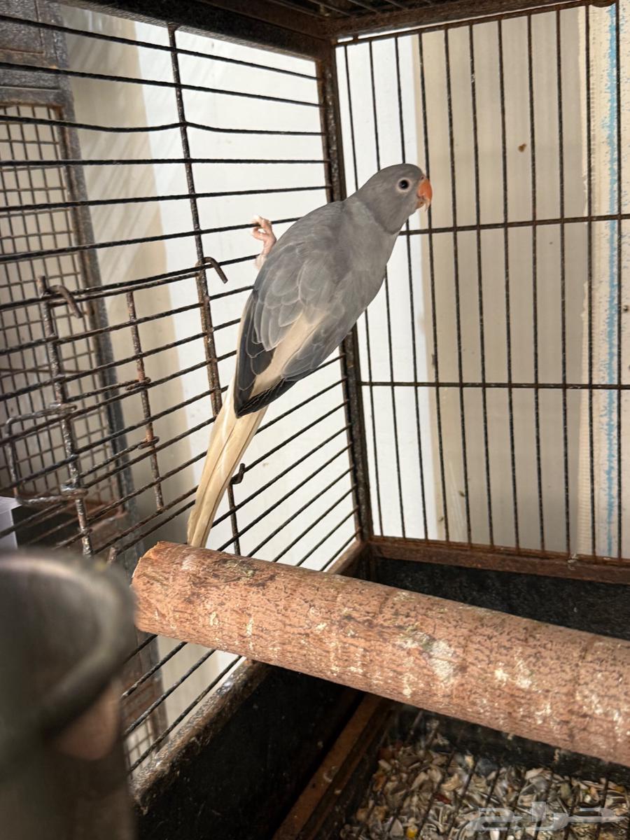 دره قري اوبلاين وايت تل64527614580866110