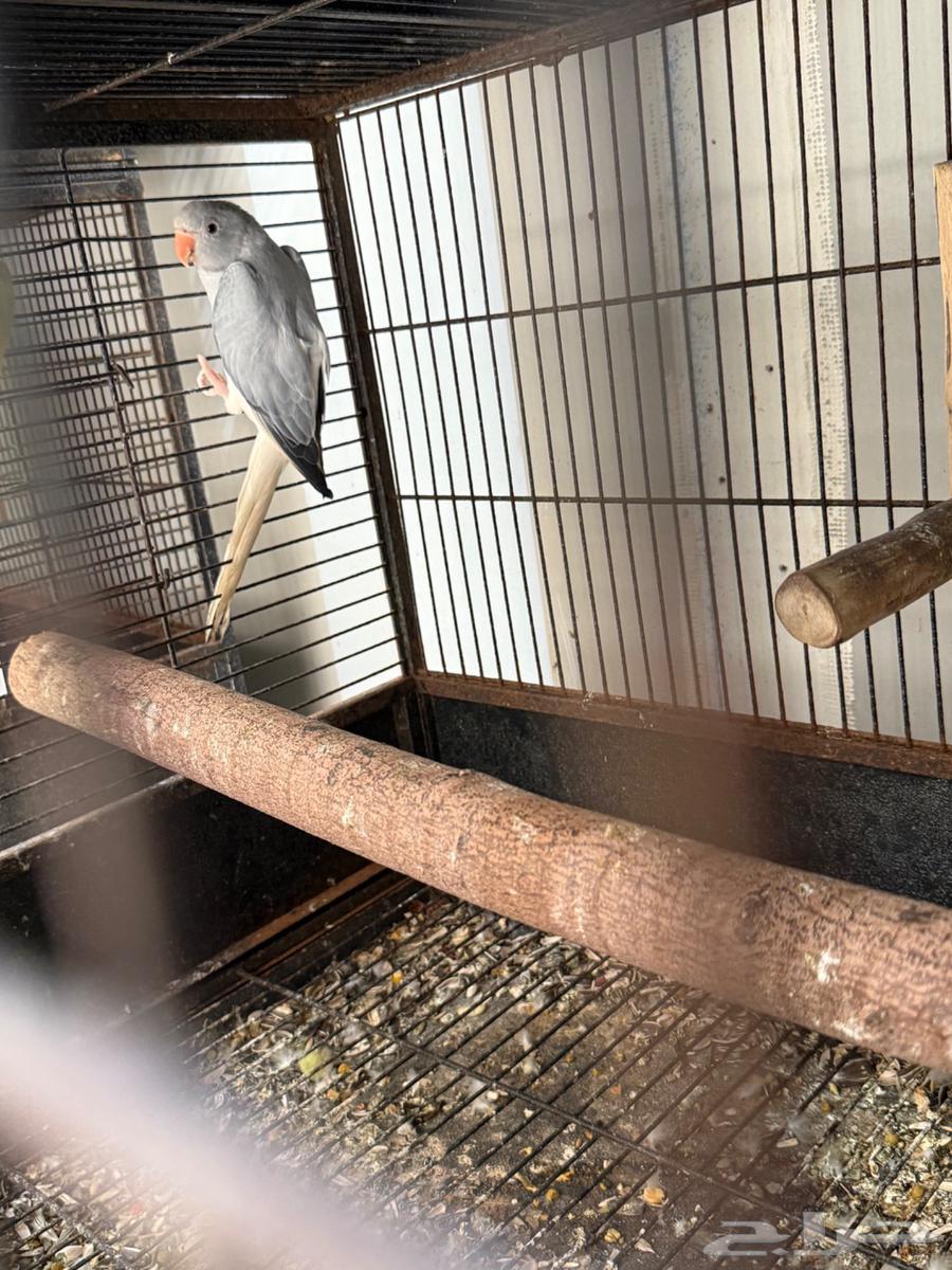 دره قري اوبلاين وايت تل64527614580866112