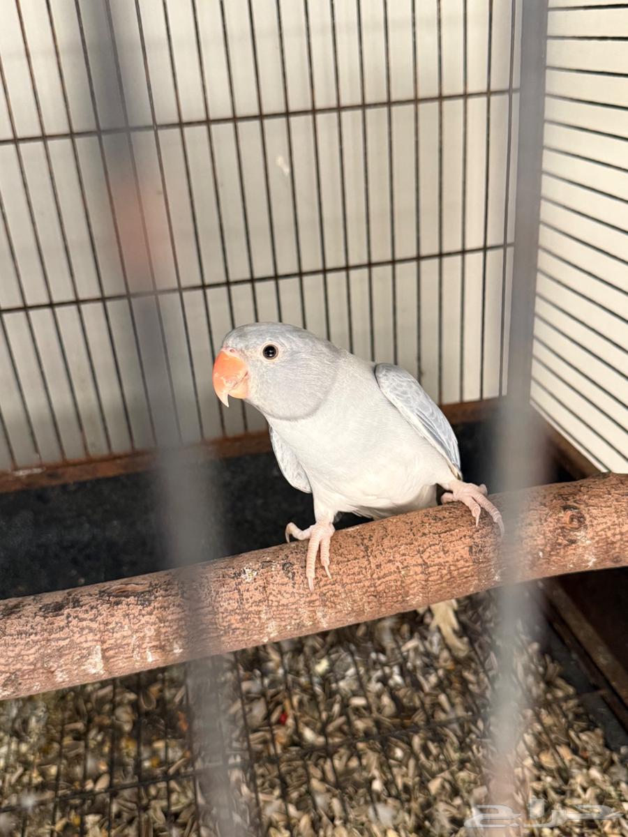 دره قري اوبلاين وايت تل64527614580866111