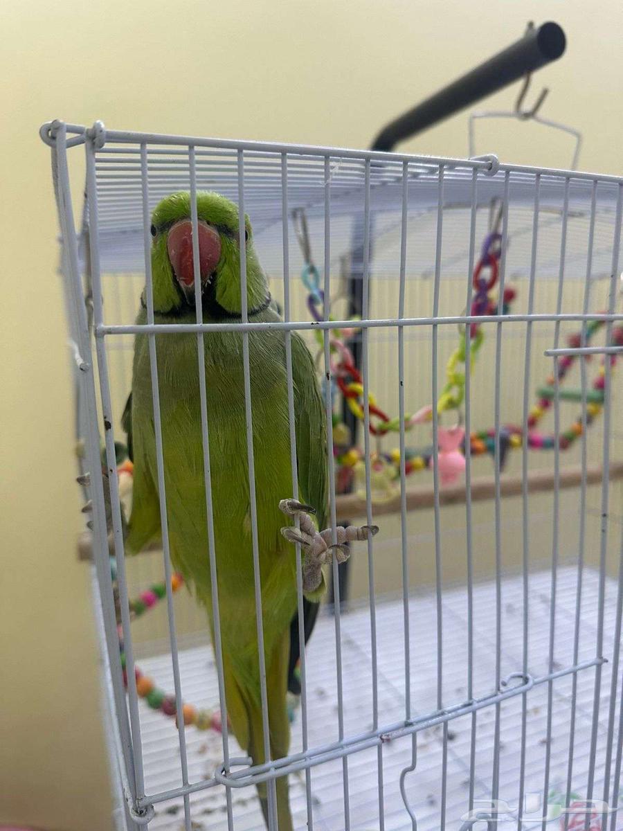 Parrot64521977698307110