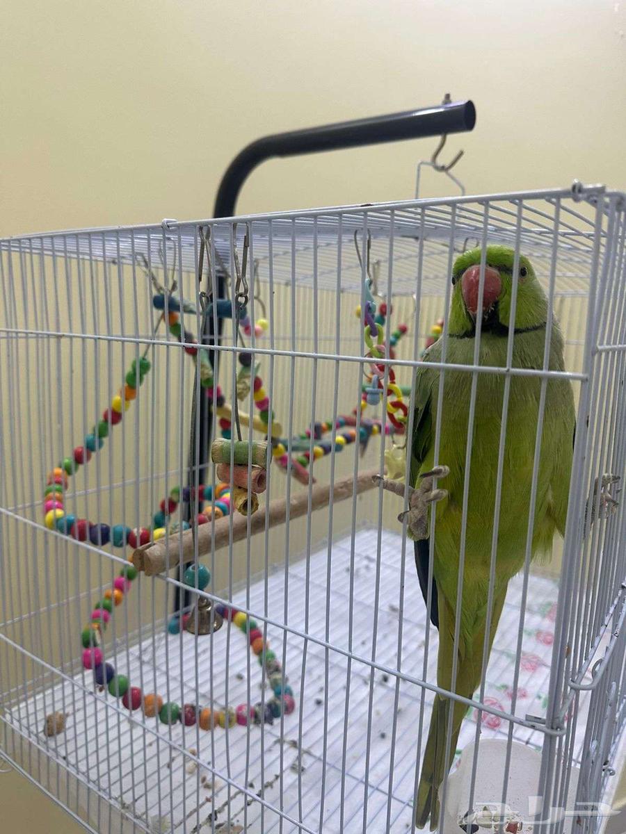 Parrot64521977698307112