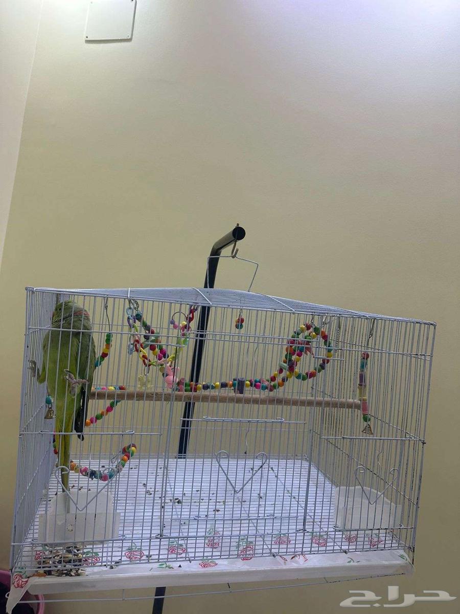 Parrot64521977698307111