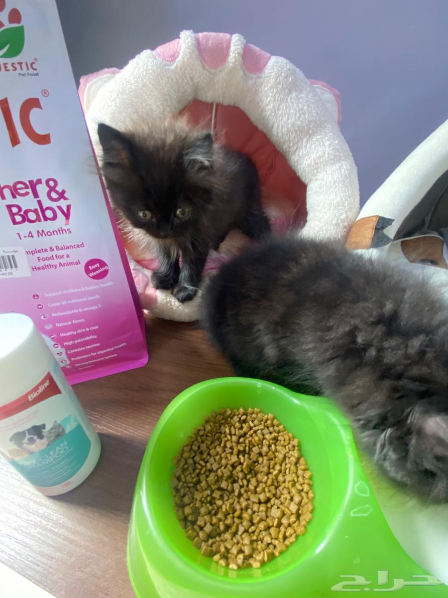 قطط للبيع64526731546755112