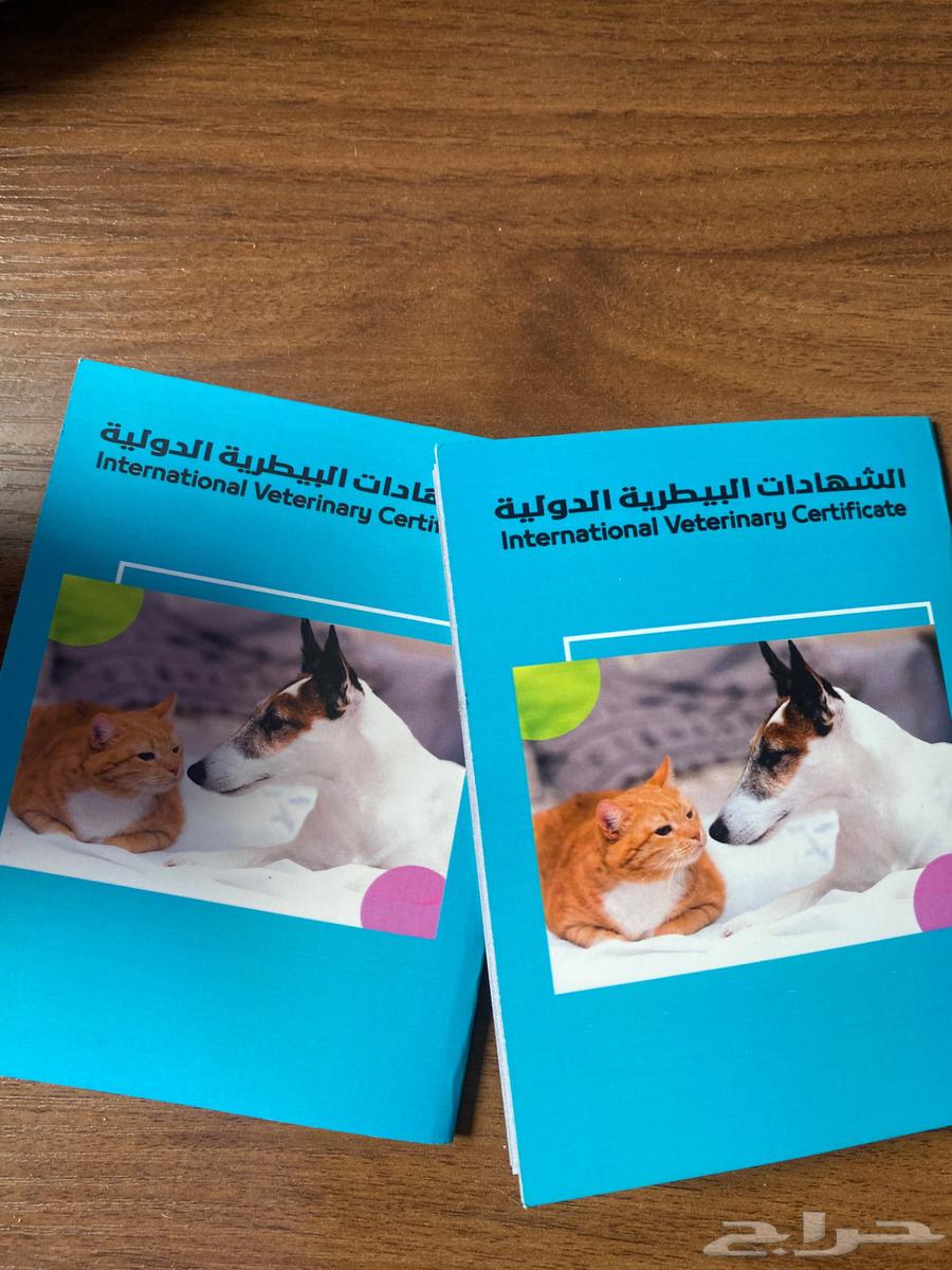 قطط للبيع64526731546755113