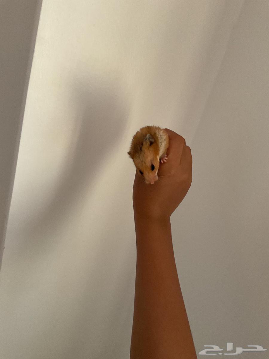 هامستر للبيع مع كامل ملحقاته من اكل وعشب وقفص ب100 ريال64522401457922110
