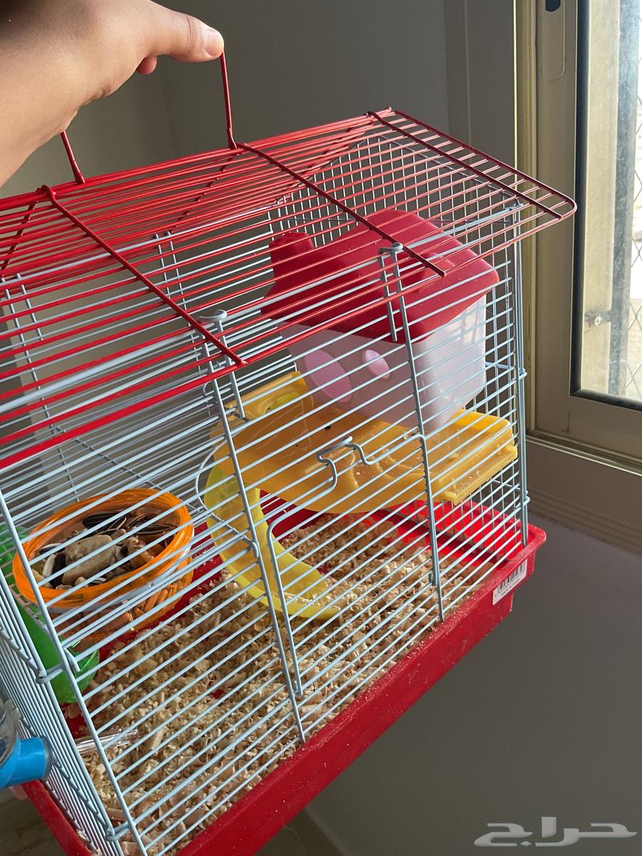 هامستر للبيع مع كامل ملحقاته من اكل وعشب وقفص ب100 ريال64522401457922111