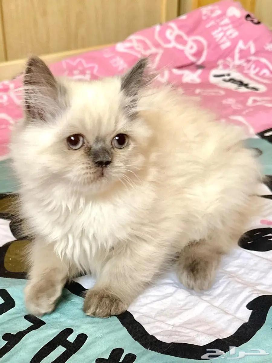 Kitten, 2.5 months old, 200 SAR64522781258754110