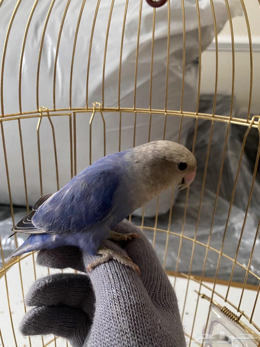 روز مستورد من بلجيكا عمره 7شهور قفص وأكل64475349412483113