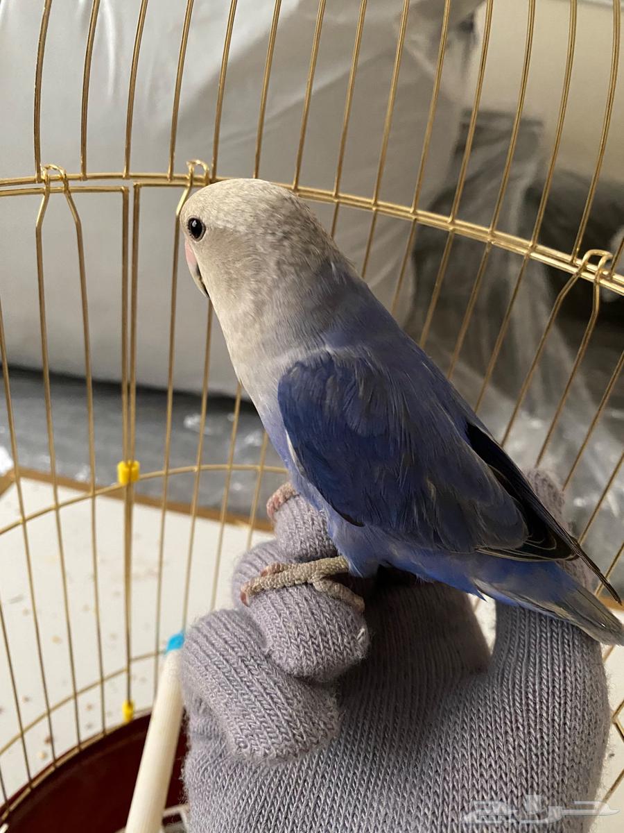 روز مستورد من بلجيكا عمره 7شهور قفص وأكل64475349412483114