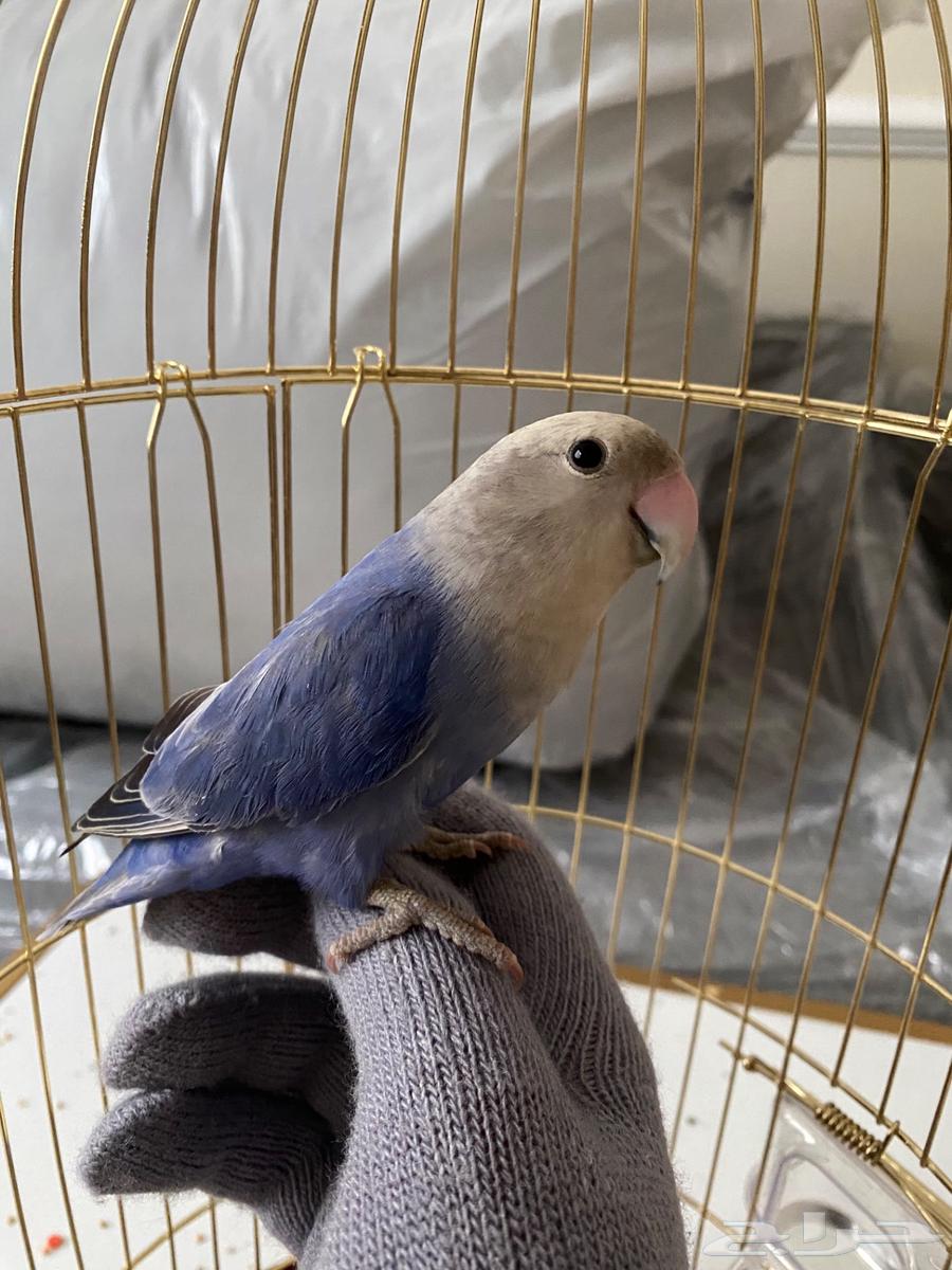 روز مستورد من بلجيكا عمره 7شهور قفص وأكل64475349412483112