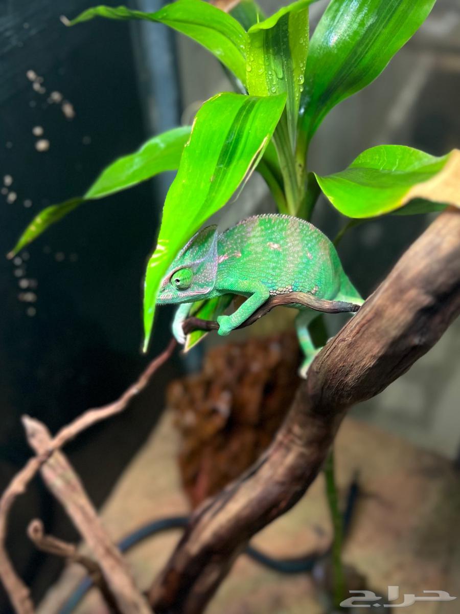 حرباء محجبه عدد 364523725102850110