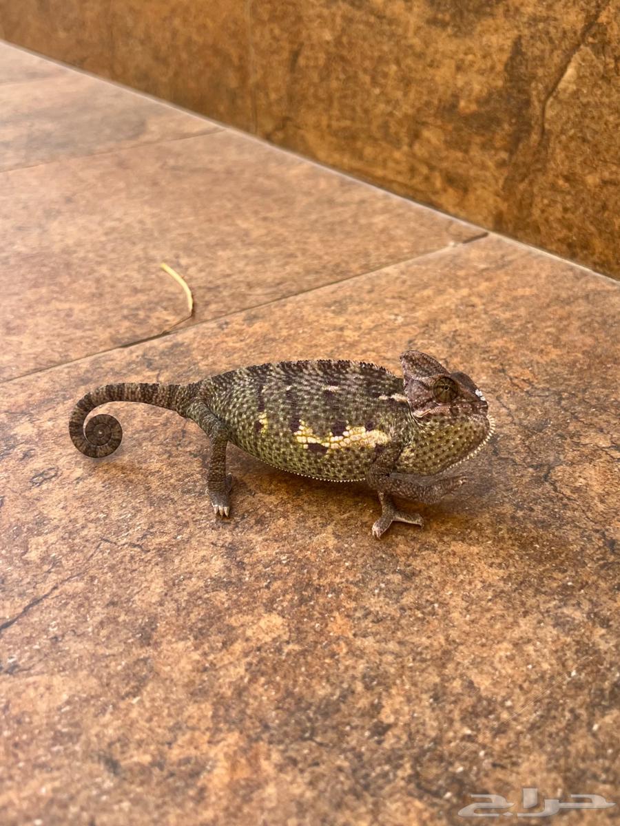 حرباء محجبه عدد 364523725102850114