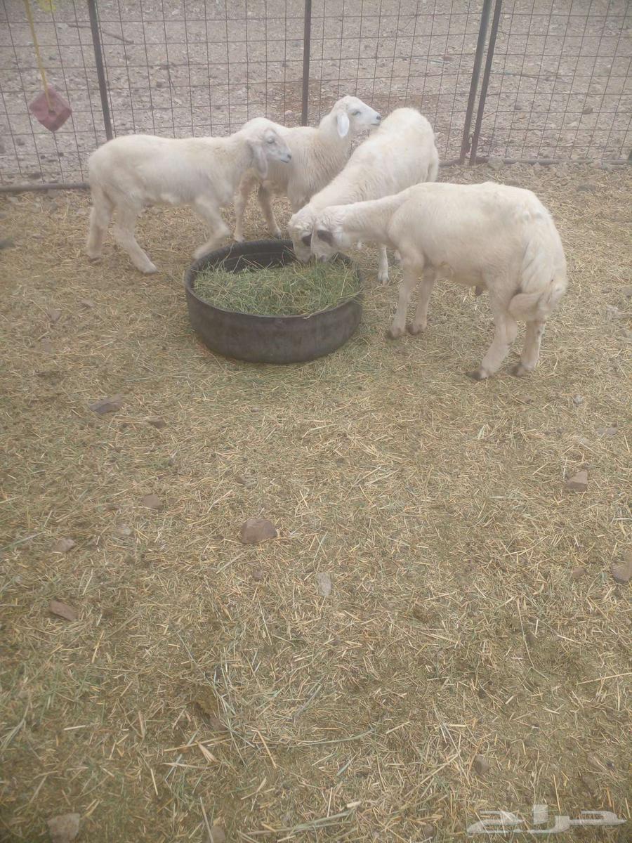 اربع طليان من مراحي نظيفه64524863933059111