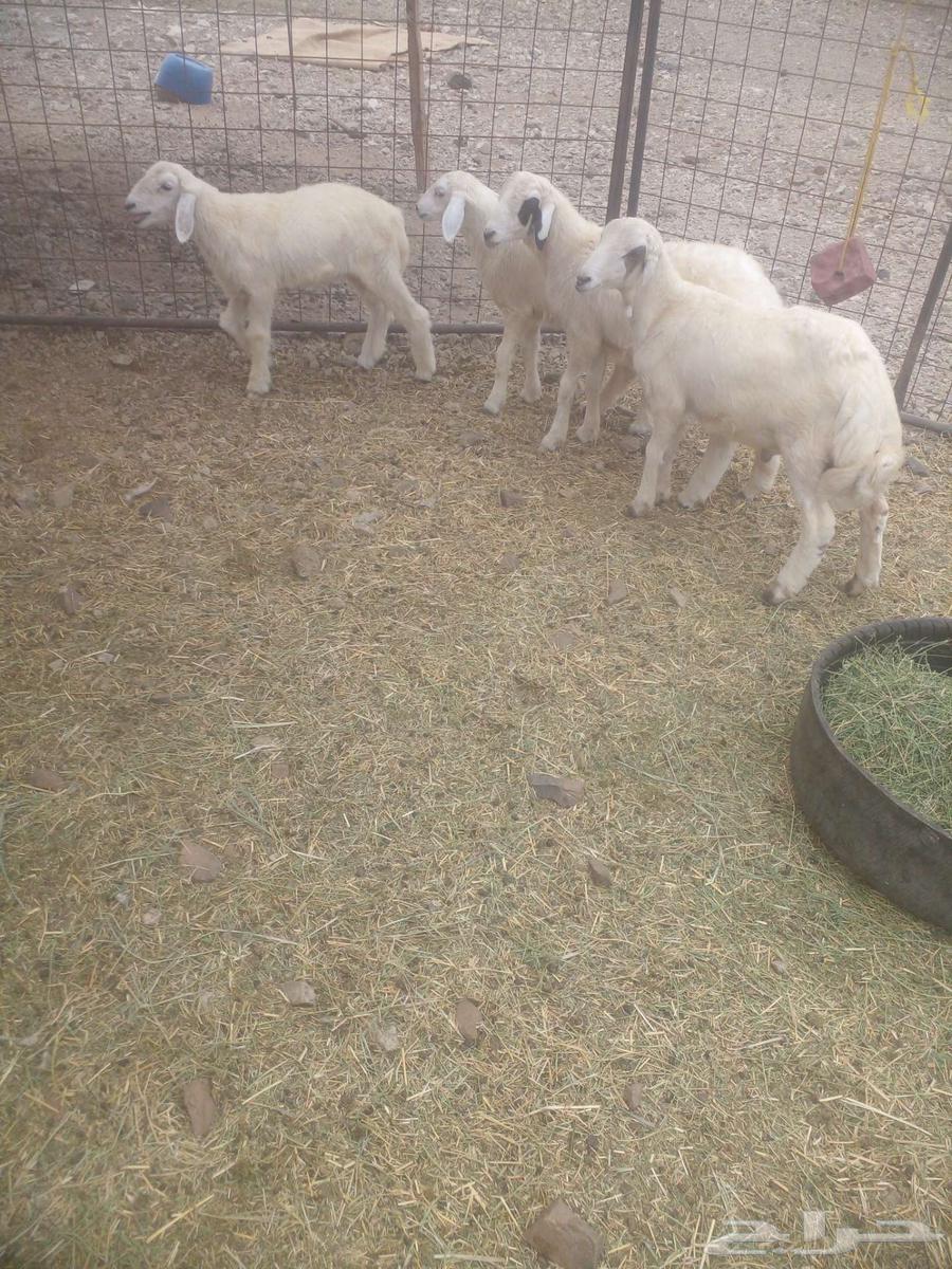 اربع طليان من مراحي نظيفه64524863933059112