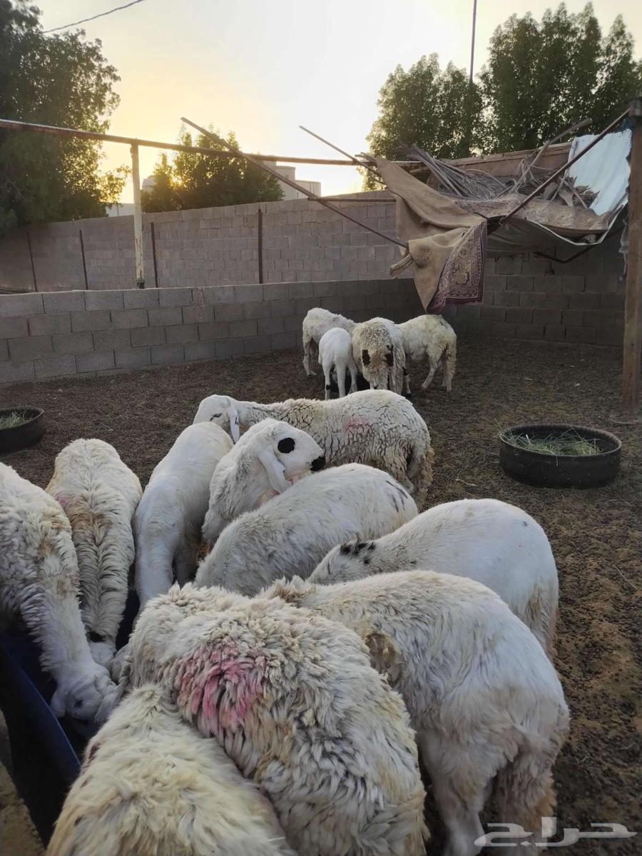 طليان سواكن للبيع او مبايع بمعزه64525122750467111