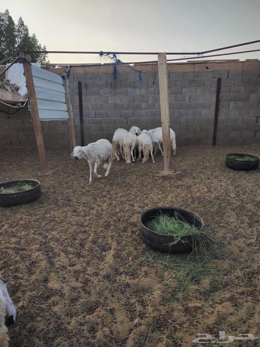 طليان سواكن للبيع او مبايع بمعزه64525122750467110