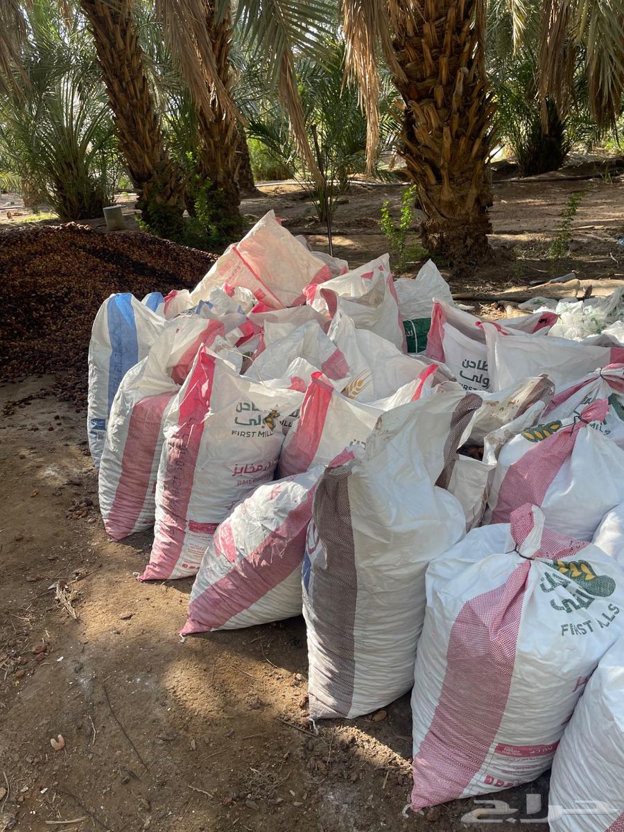 Dates for sheep64525497047939110