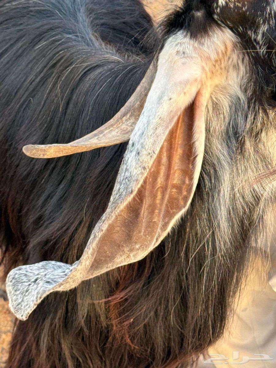 صنف عارض معرفات للبيع64525856511875114