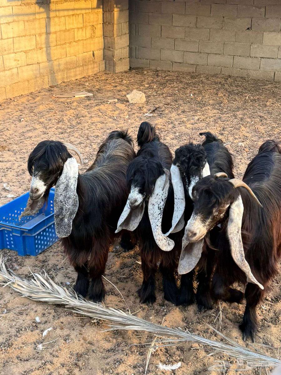 صنف عارض معرفات للبيع64525856511875111