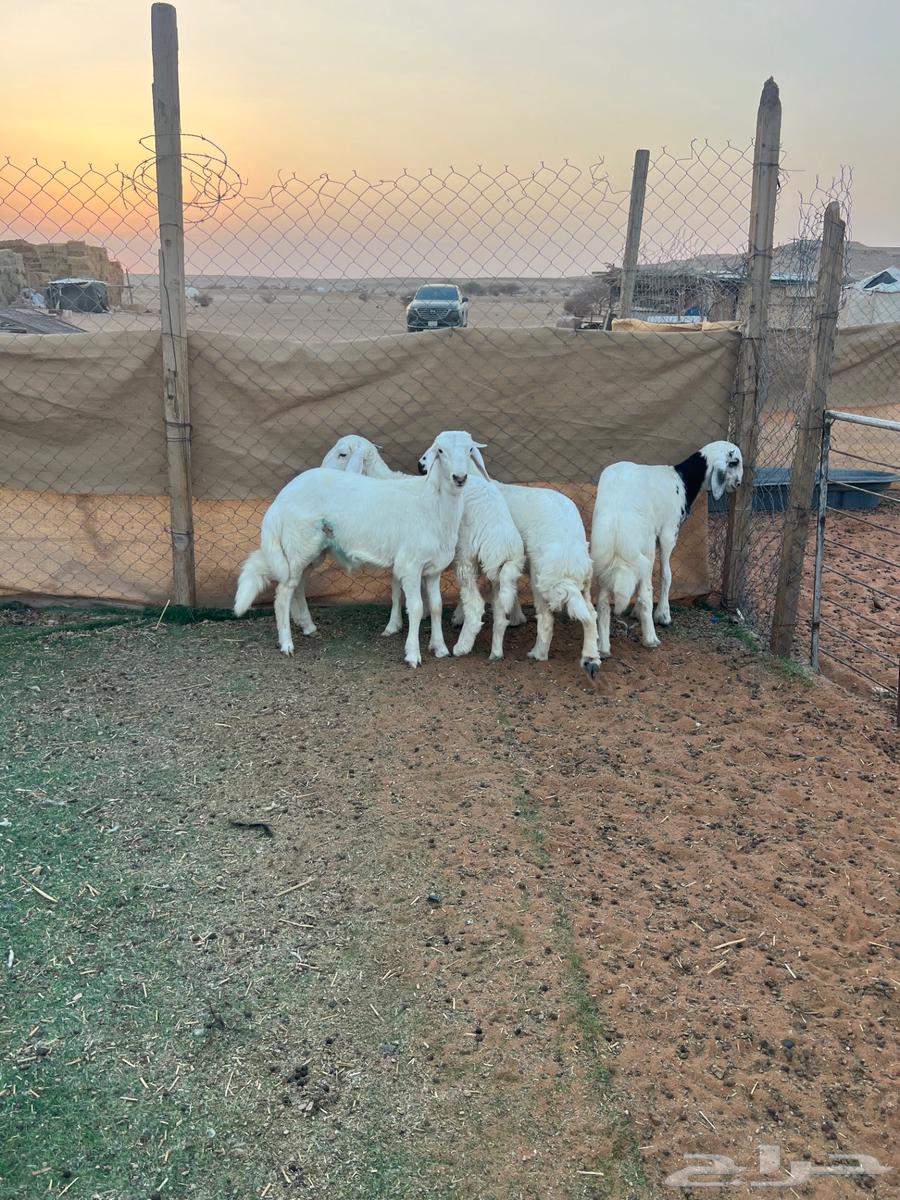 طليان حريات ( تم البيع )64525704767363113