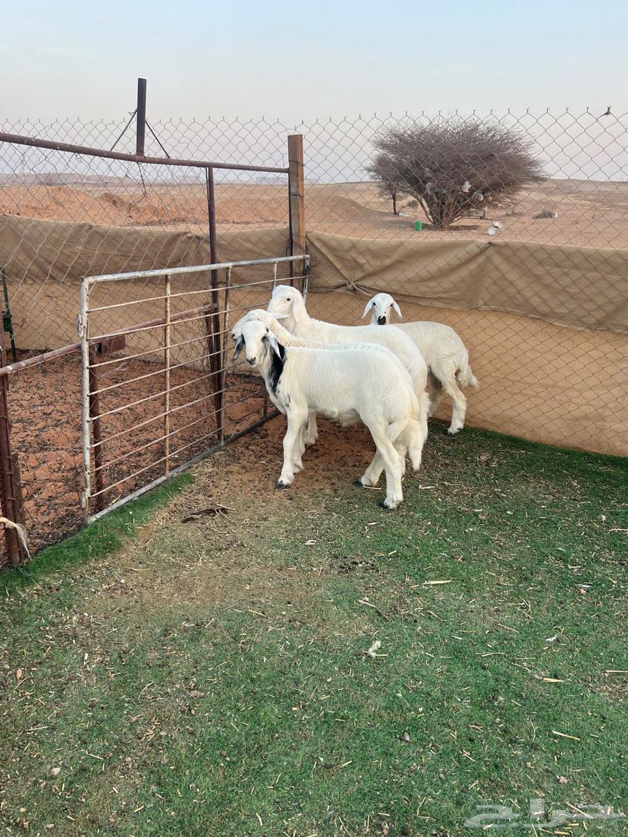 طليان حريات ( تم البيع )64525704767363111