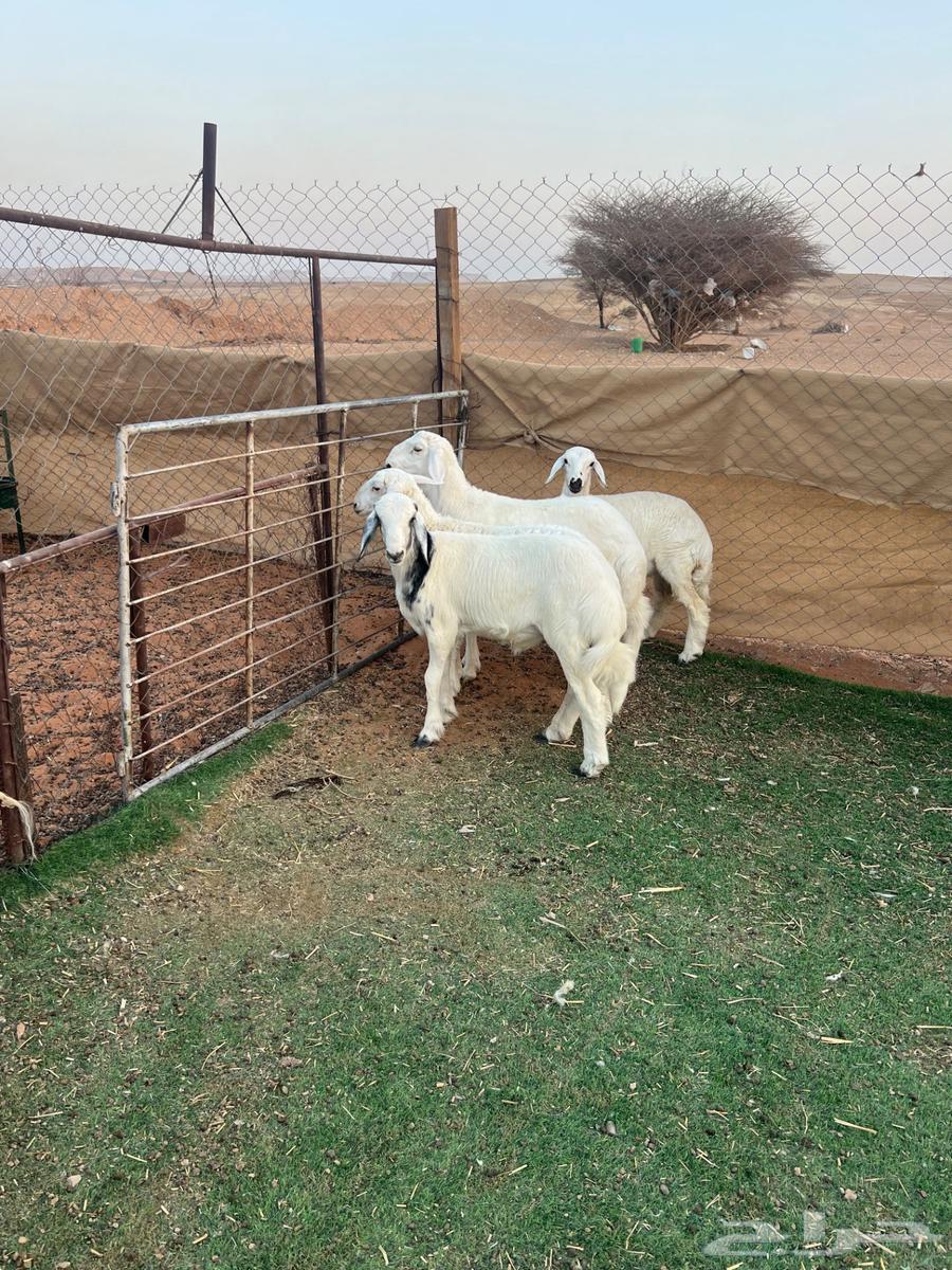 طليان حريات ( تم البيع )64525704767363112