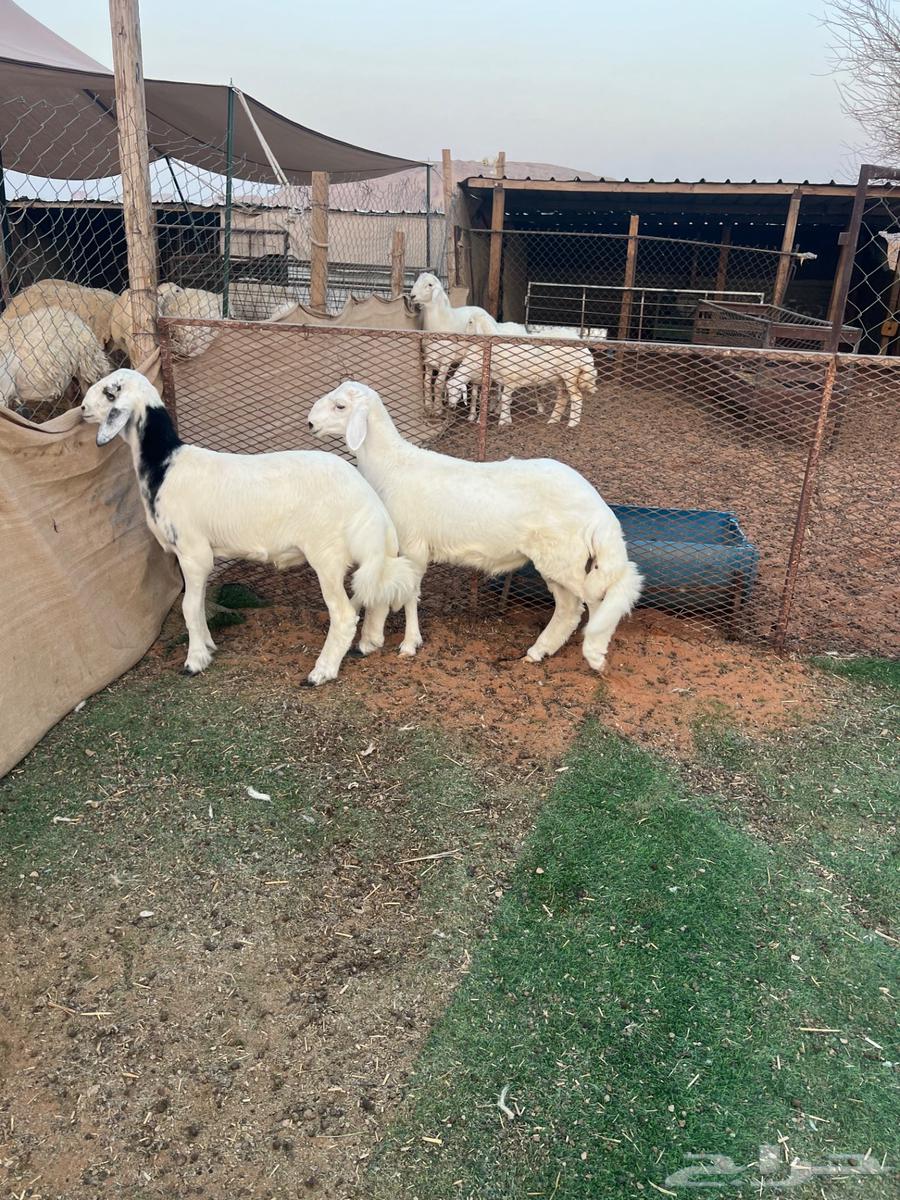 طليان حريات ( تم البيع )64525704767363110