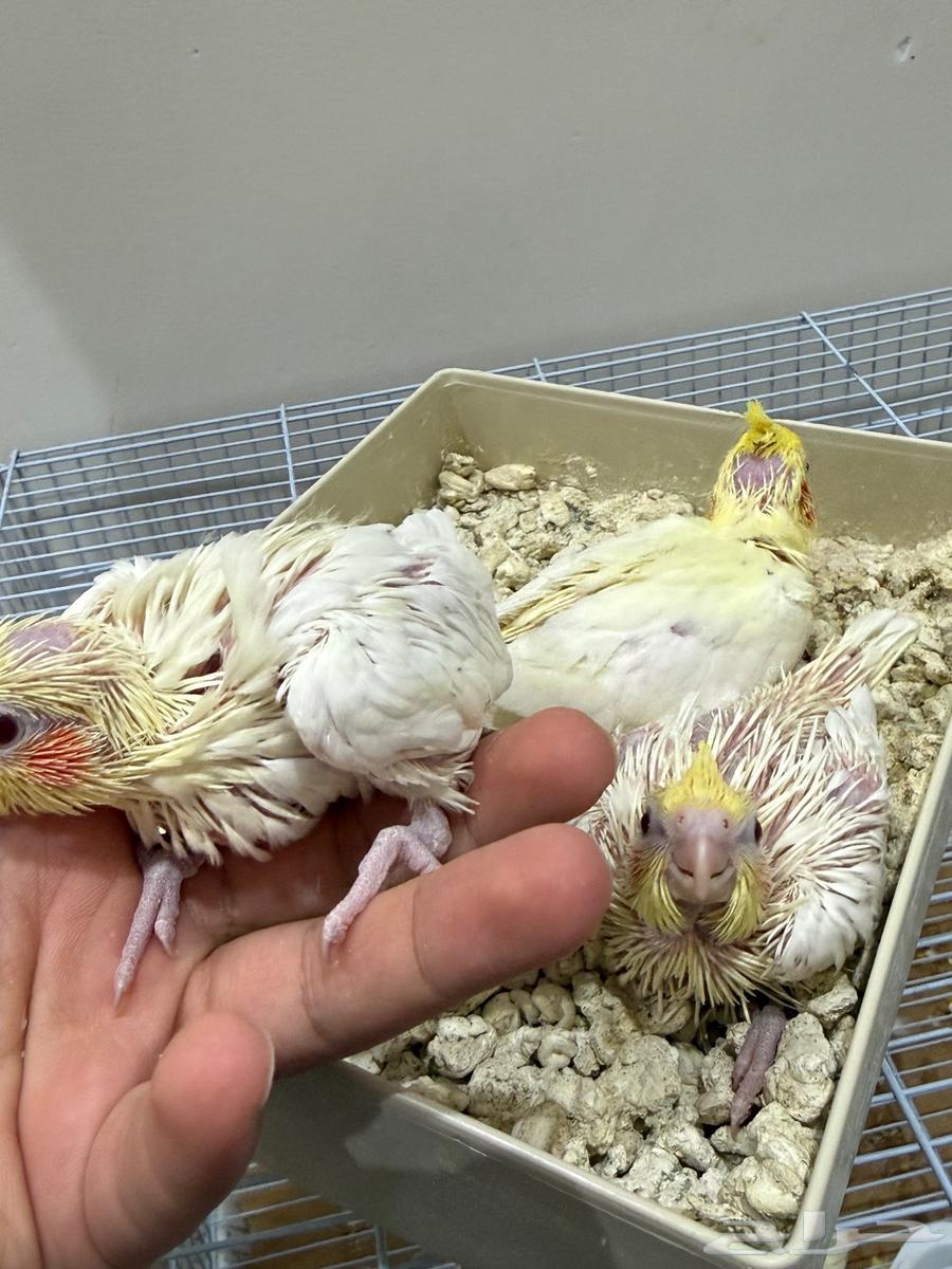 (Sold) Chicken Croissant (Sold)64526314197761111