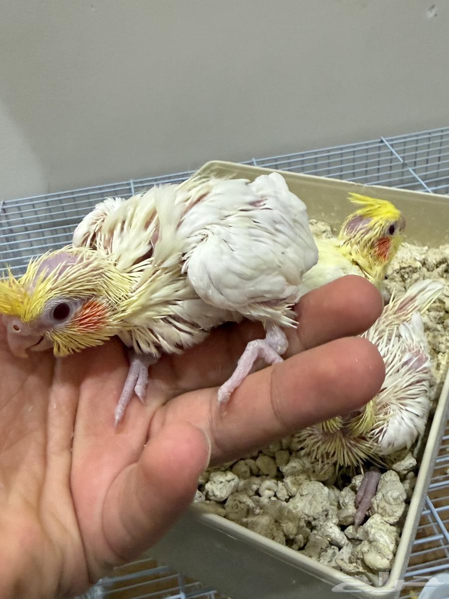 (Sold) Chicken Croissant (Sold)64526314197761110