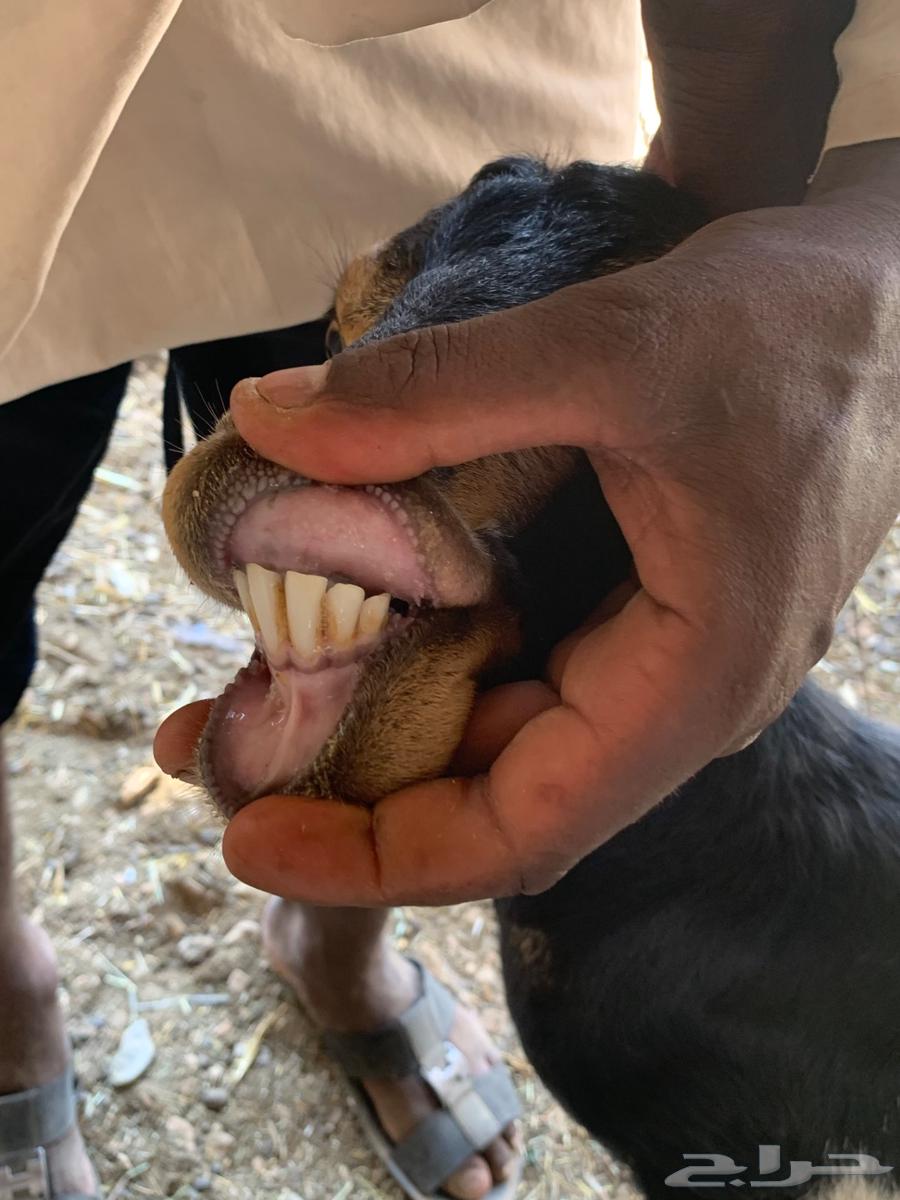 معزا عمانيه متابيع. جروم فاخره.64526703509889114